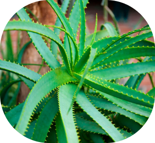 aloe