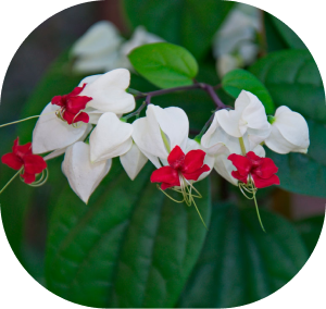 klerodendrum