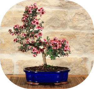 leptospermum