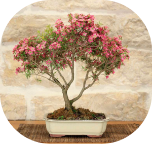 leptospermum