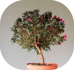 leptospermum