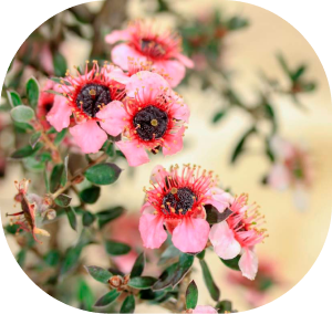 leptospermum