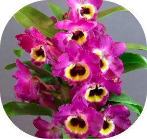 dendrobium