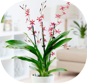 oncidium