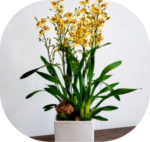 oncidium