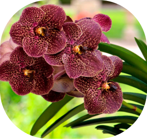 vanda