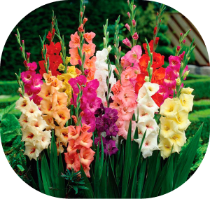 gladiolus