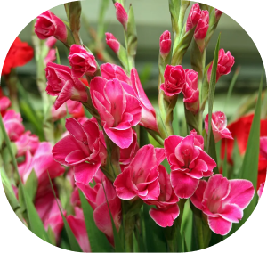 gladiolus