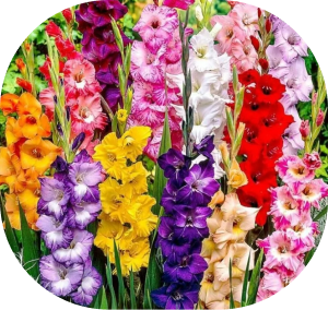 gladiolus