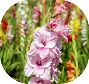 gladiolus