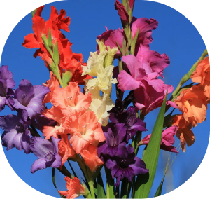 gladiolus